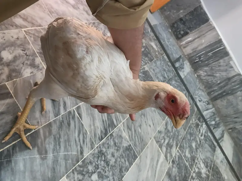 parrot beak Indian long tail breeder available — photo 2