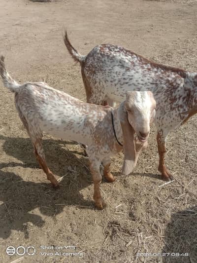 Desi male bakra makhi chena  for next qurbani beautiful goat