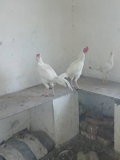 white heera boska aseel 1 fresh breeder ptha exchange possible