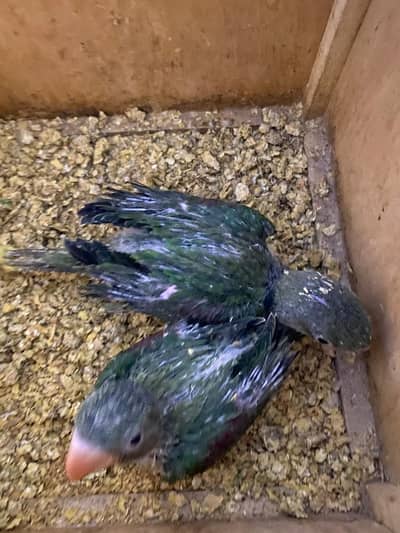 raw possible latino ( boleny wale ) jambo size pure kashmir