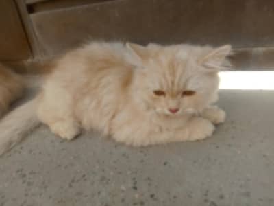 cat for sale