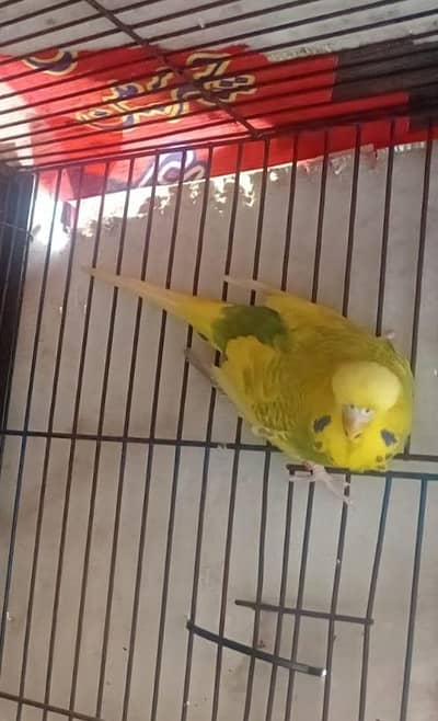 exibition male rainbow breader pair super size