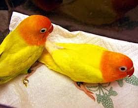 Love birds lutino