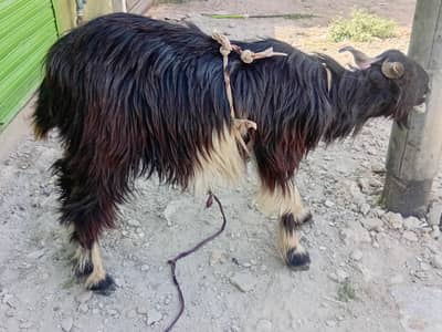 4 daant wala bakra mashallah acha or sehat maand ha