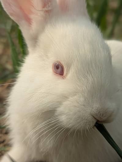 Rabbits bunnies for sale
