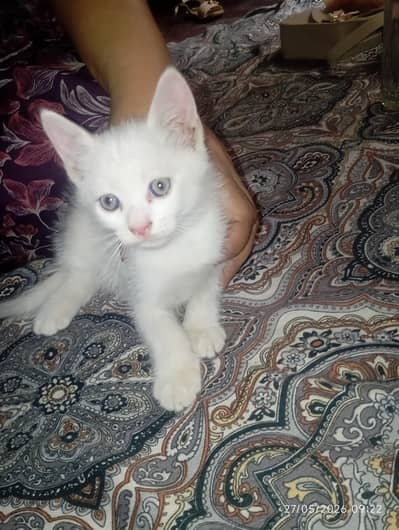 Persian cat kitten Available