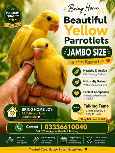 Yellow Parrots For Sale