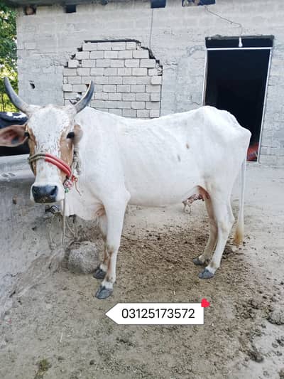 Qurbani Cow for sale