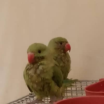 ringneck parrot