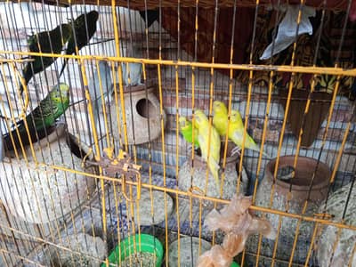Australian Budgies