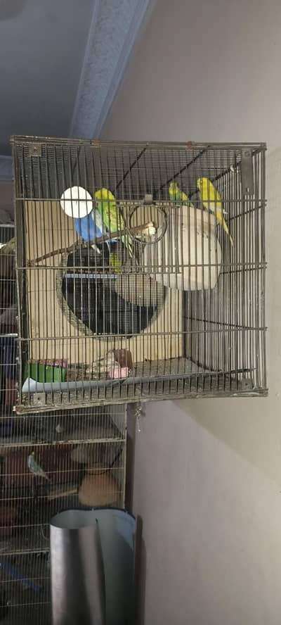 cage available heavy greel   48 inch length x 17 inch height.   4*. 1.5