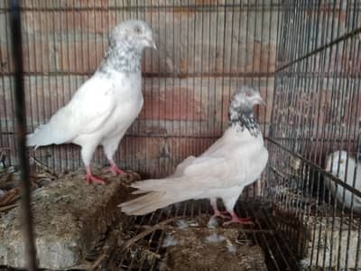 pair kaboter