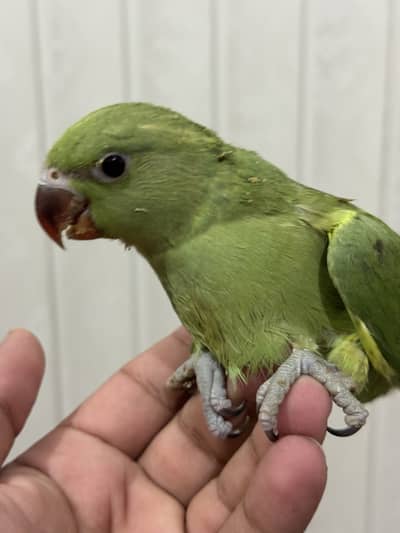 Chicks for sale | fully active , on handfeed