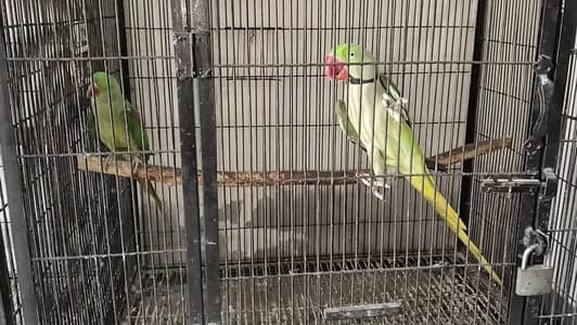Raw parrots