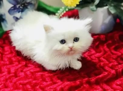 Persian female kitten for sale all Pakistan delivery available