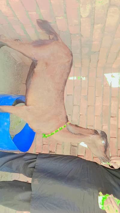 God for sale urgent 03206819426 WhatsApp number