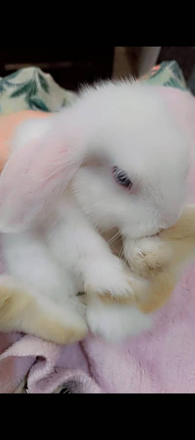 Holland loop bunny