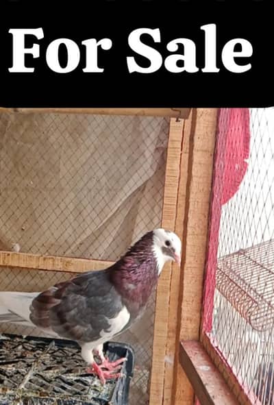 top quality ke 2 Patti wale male For Sale