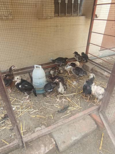 Aseel high quality chicks for sale