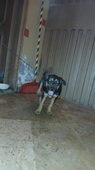 Dobarman male for sale