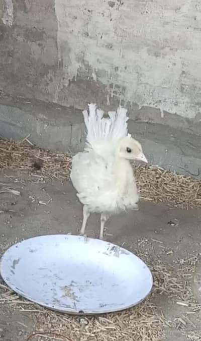 peacock