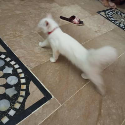 Persian cat  sale