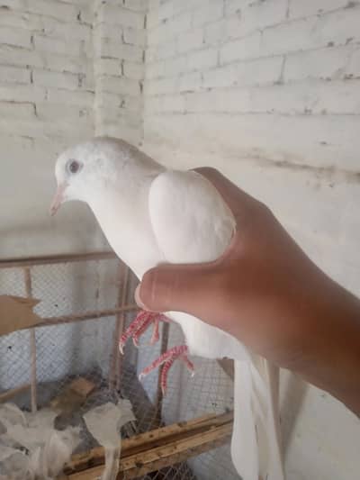 2 pair dove