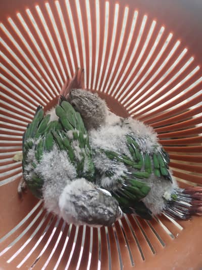2 Green Chick Conure