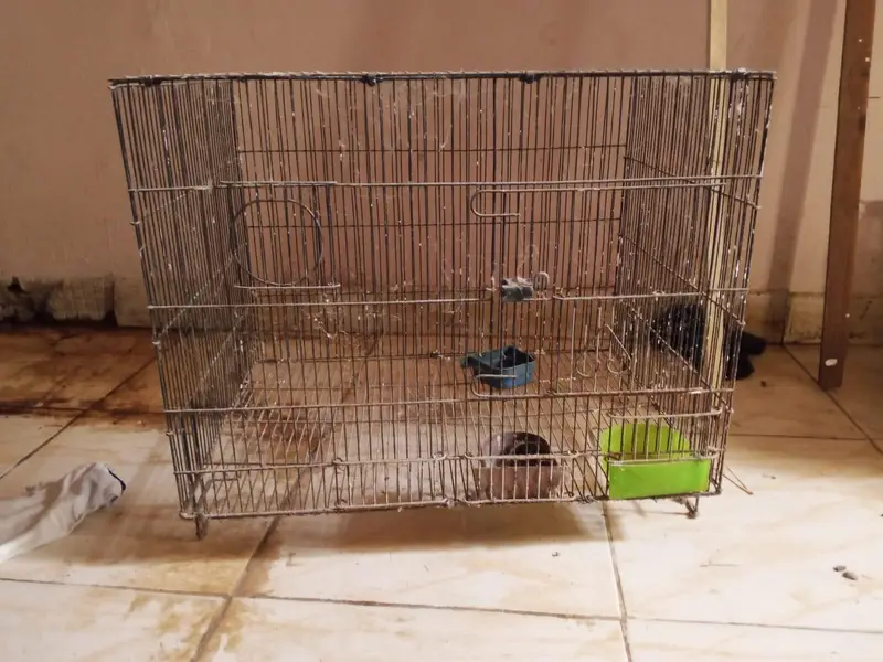 Hen Cage