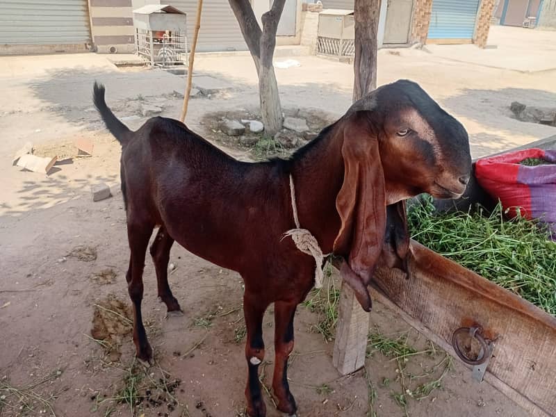 bakra 0