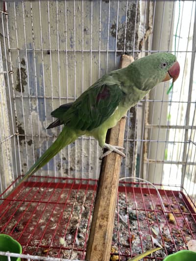 Pahari parrot