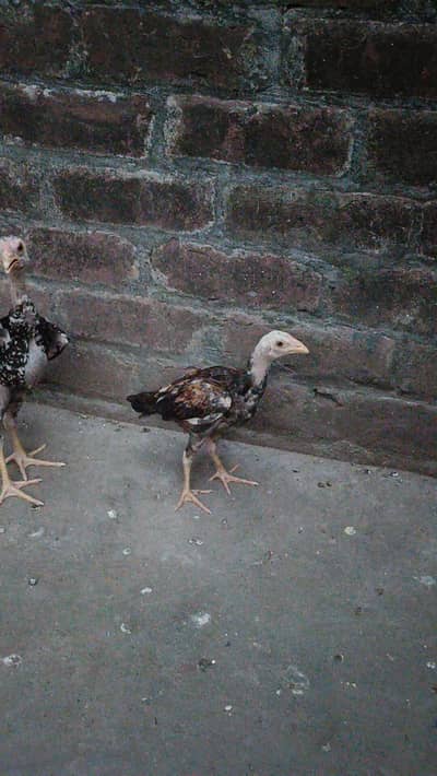 Home Breed