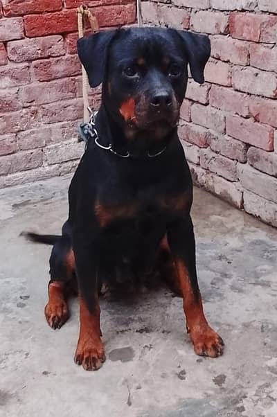 Rottweiler female active female breeder female for sale urgent sale