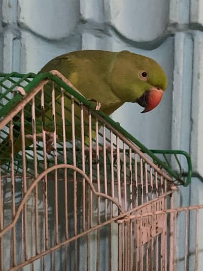 Mithu for sale  fully talking mithu