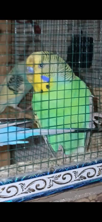 bajri parrot for sale price 800 location nursery PECHS block 6