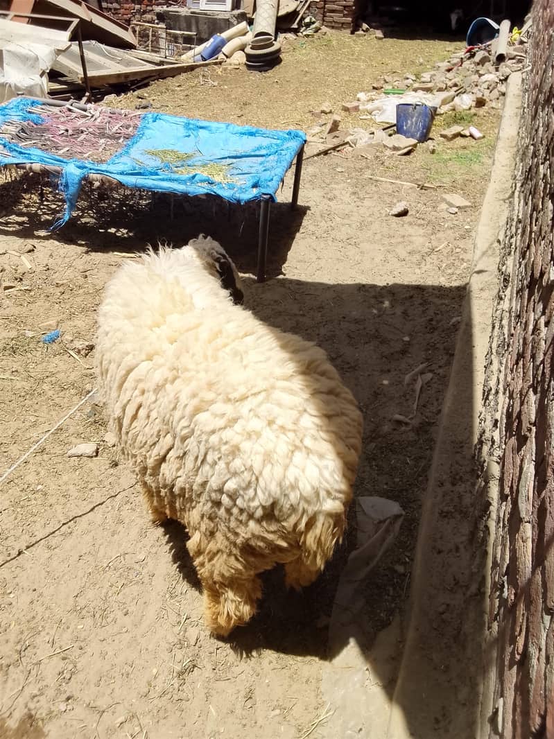 chatra choga 2