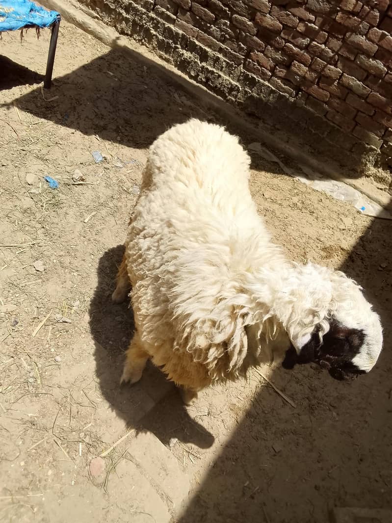 chatra choga 3