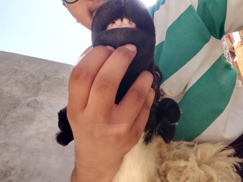 chatra choga 4