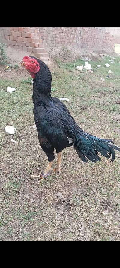 aseel murgha for sale