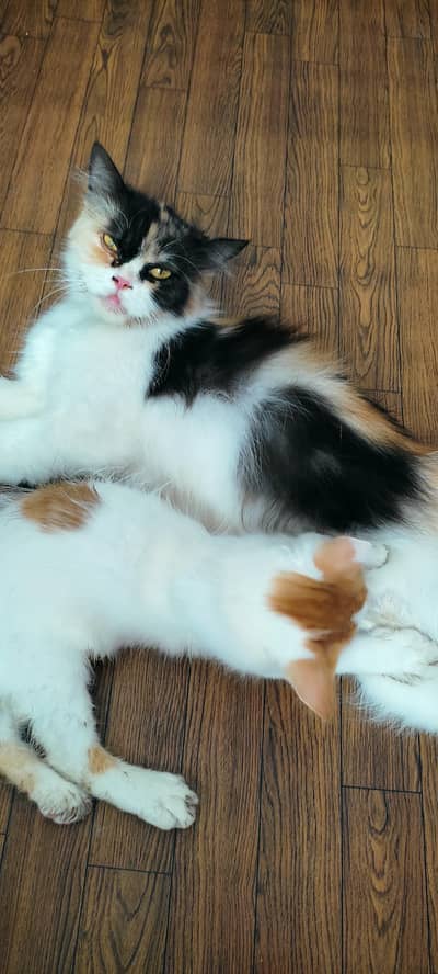 persian cat with Kitten