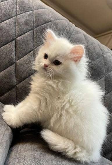 small Cat Puppy available Location Quetta