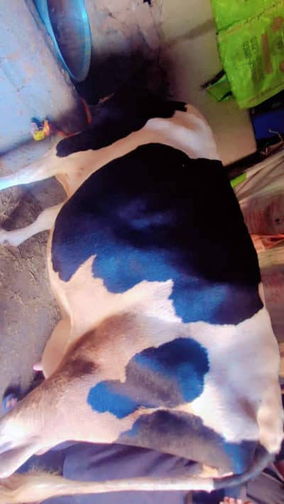 selling my cow 