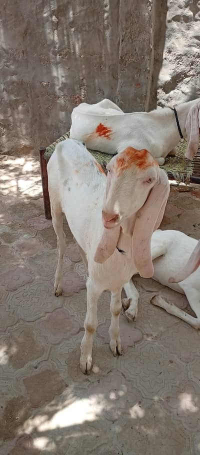 Bakra for sale