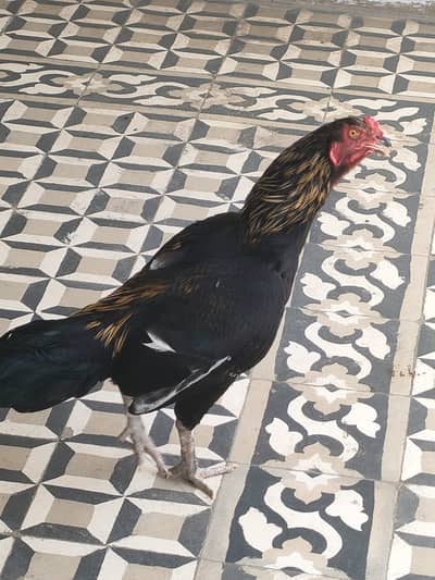 Aseel Murgha for sale