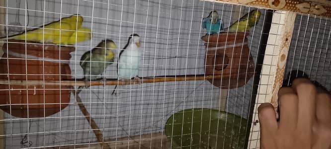 Australian parrots