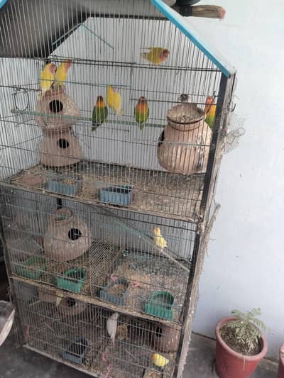 cages and birds for sale