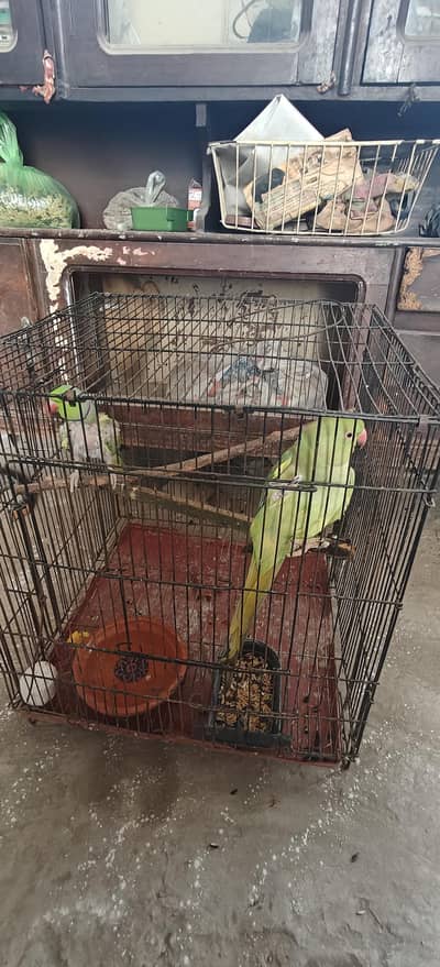 Parrot pair