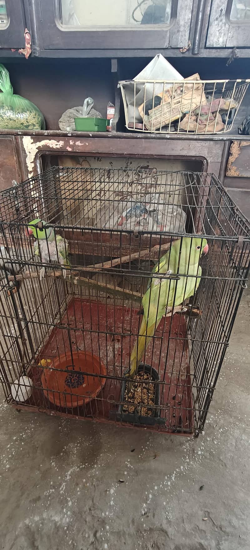 Parrot pair 0
