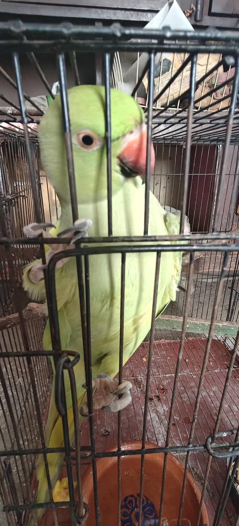 Parrot pair 1