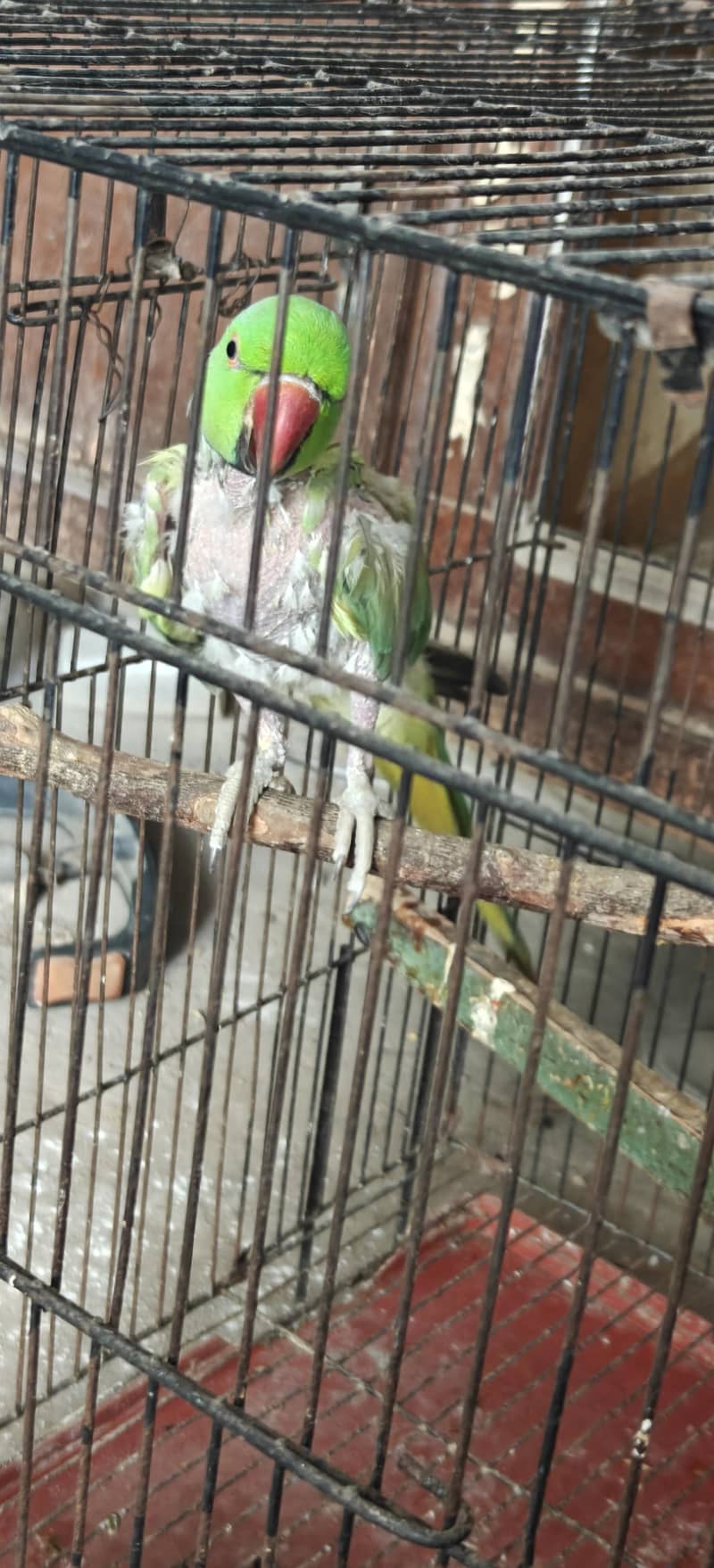 Parrot pair 2